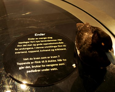 Ender