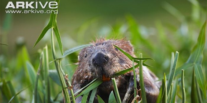 Eurasian Beaver Feeding Anterior View