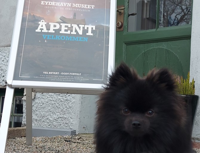 Skilt og hund (3)