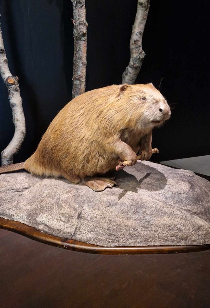 Bever