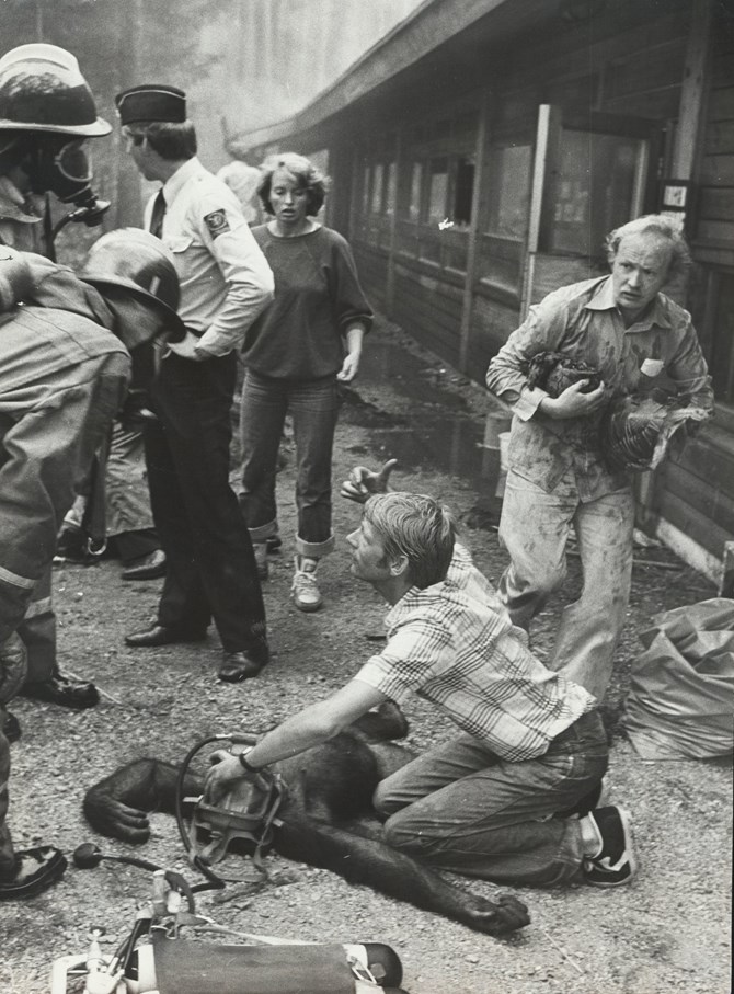 Faedrelandsvennen 1978 Brannen I Tropariet I Dyreparken Om Morgenen 2 August Sjimpanser Faar Pustehjelp Av Brann Og Redningsfolk Edvard Moseid Th
